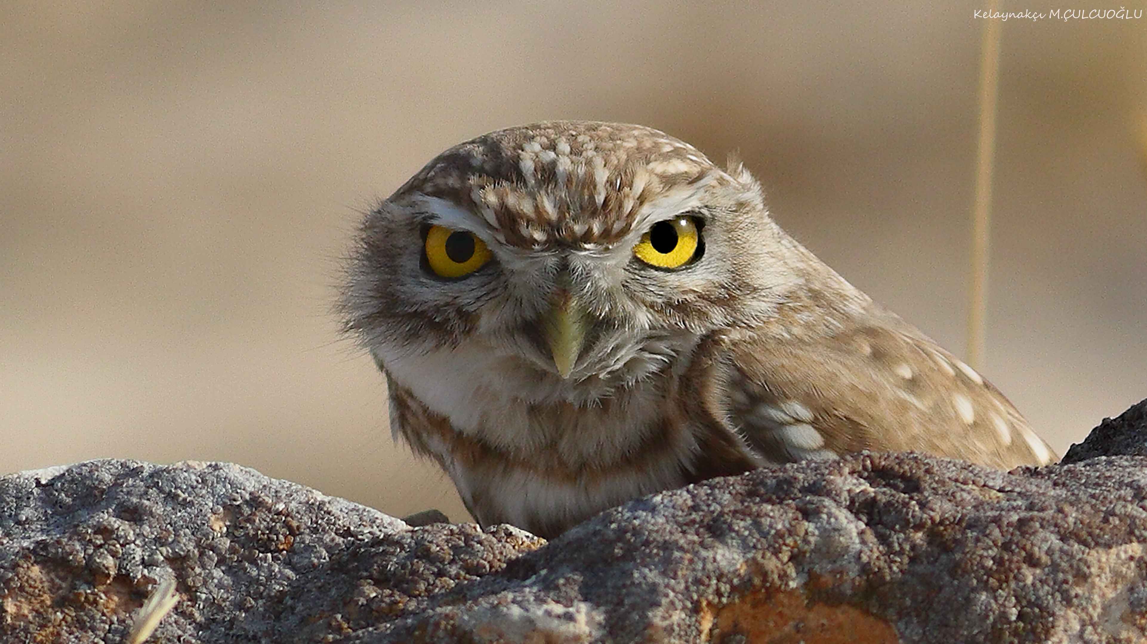 Little Owl